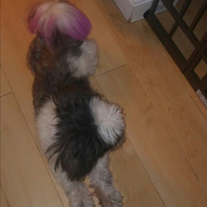 Meet your Posher, Paige